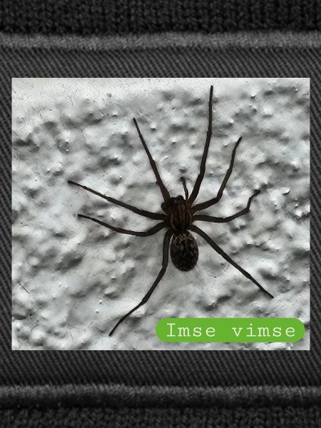 Spinne