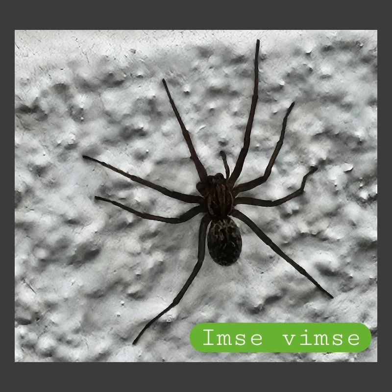 Spinne
