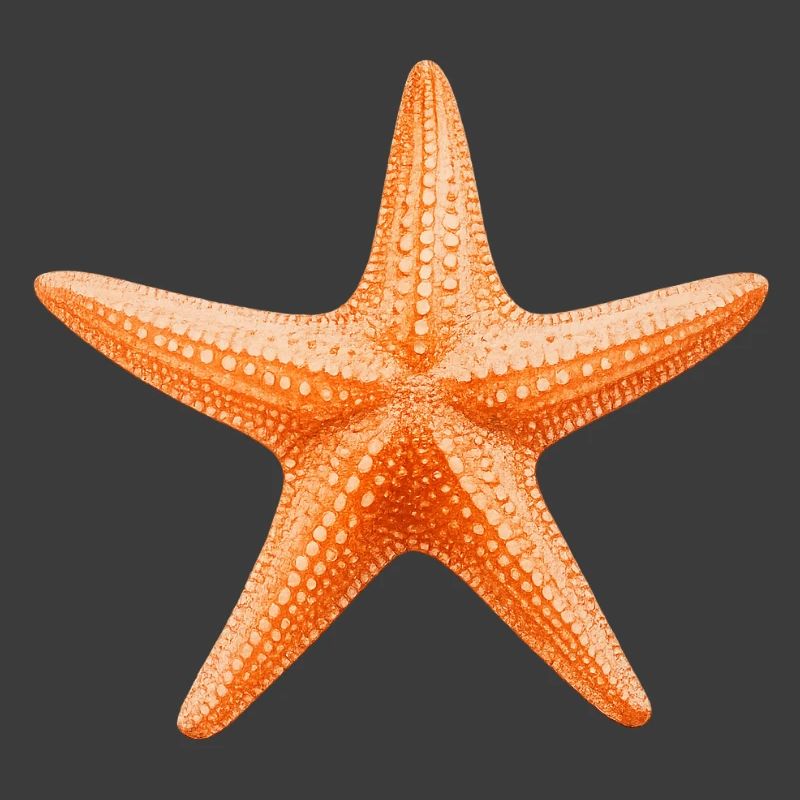 Conception de la plage Orange Starfish