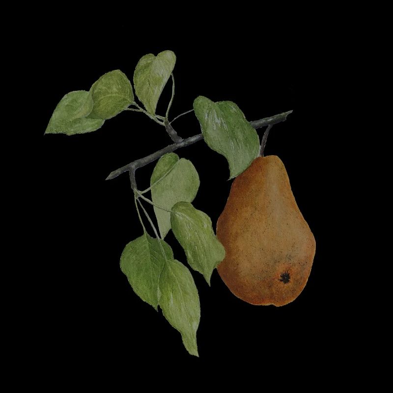 Fruit Pear