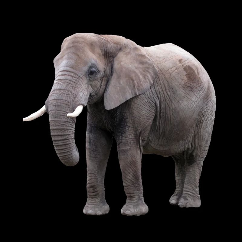 Elefant