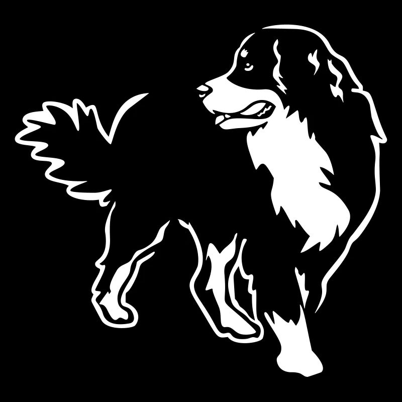 Bouvier bernois "Black Edition"