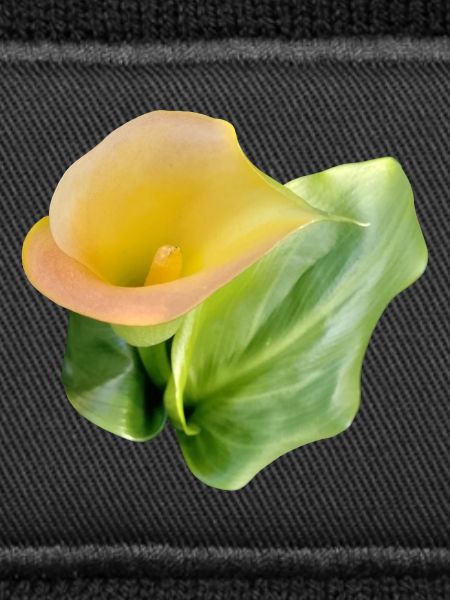 LYS CALLA JAUNE