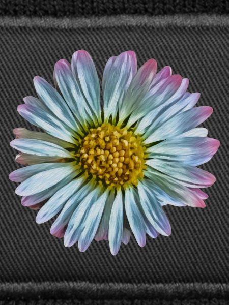 Daisy