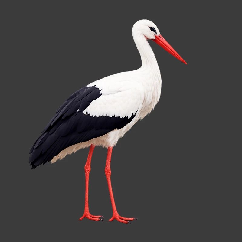 stork