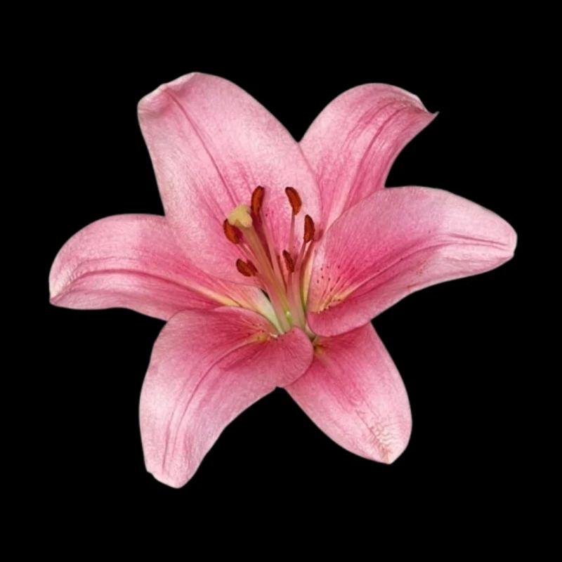 Fleur de lys - lily