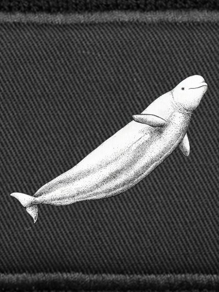 Beluga