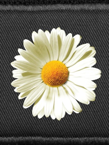 Gänseblümchen | Daisy flower power