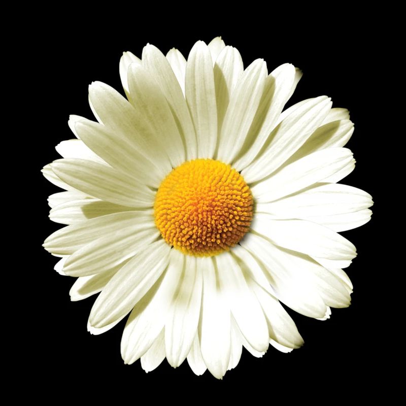 Daisies | Daisy flower power