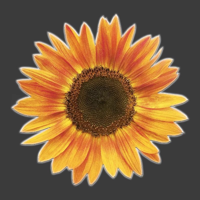 Tournesol