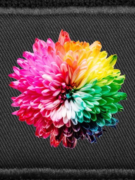 Chrysantheme Regenbogen