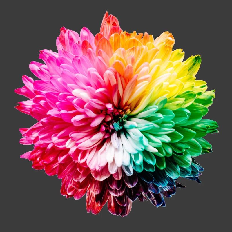 Chrysantheme Regenbogen