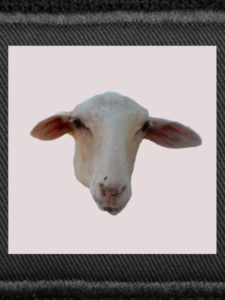 mouton