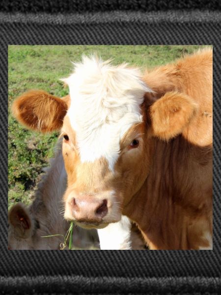 Cow Poster