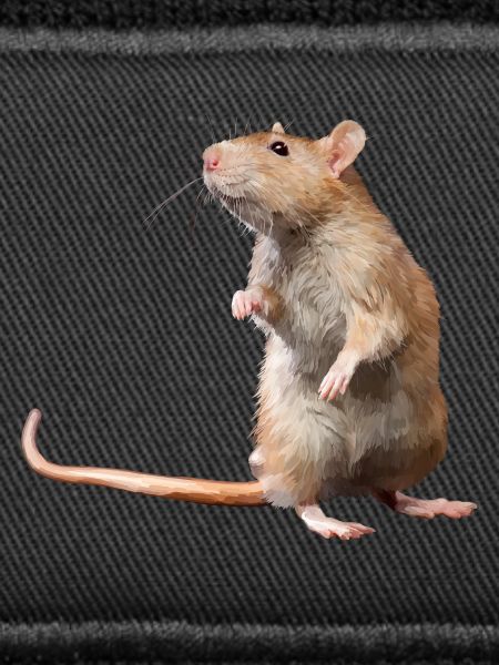 mouse