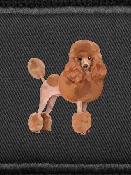 Chien caniche standard