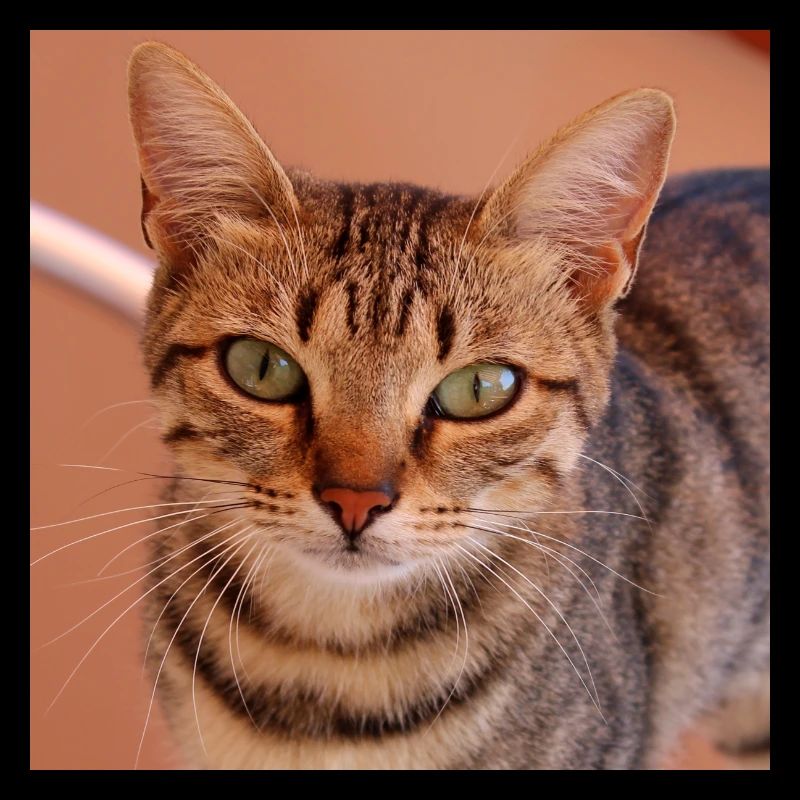 Chat chaton affiche chat carré affiche