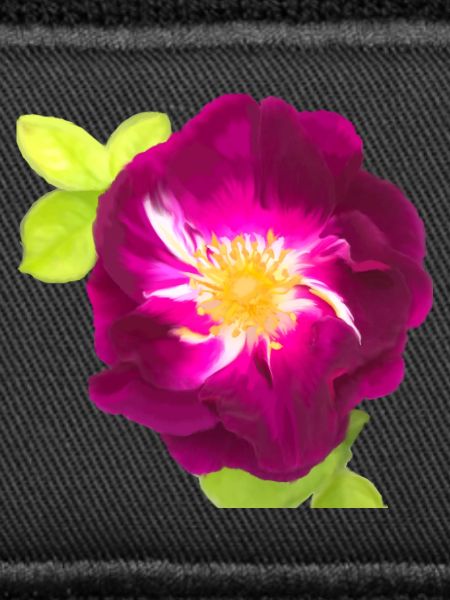 Purple Rose - Gemälde