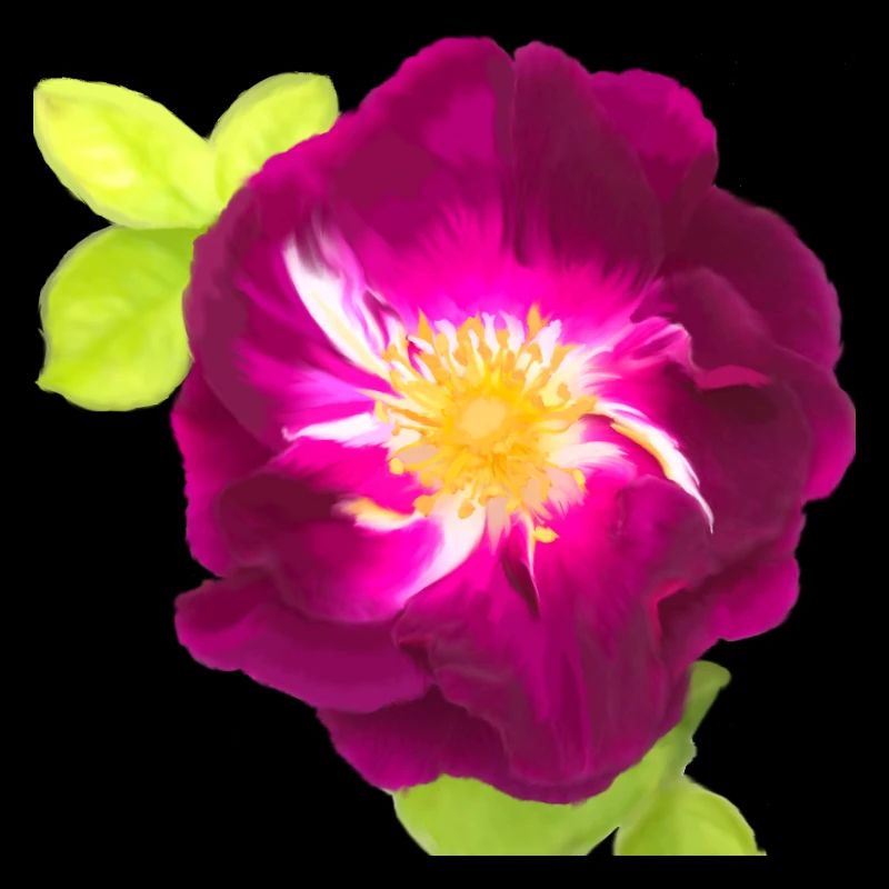 Rose violette - peinture