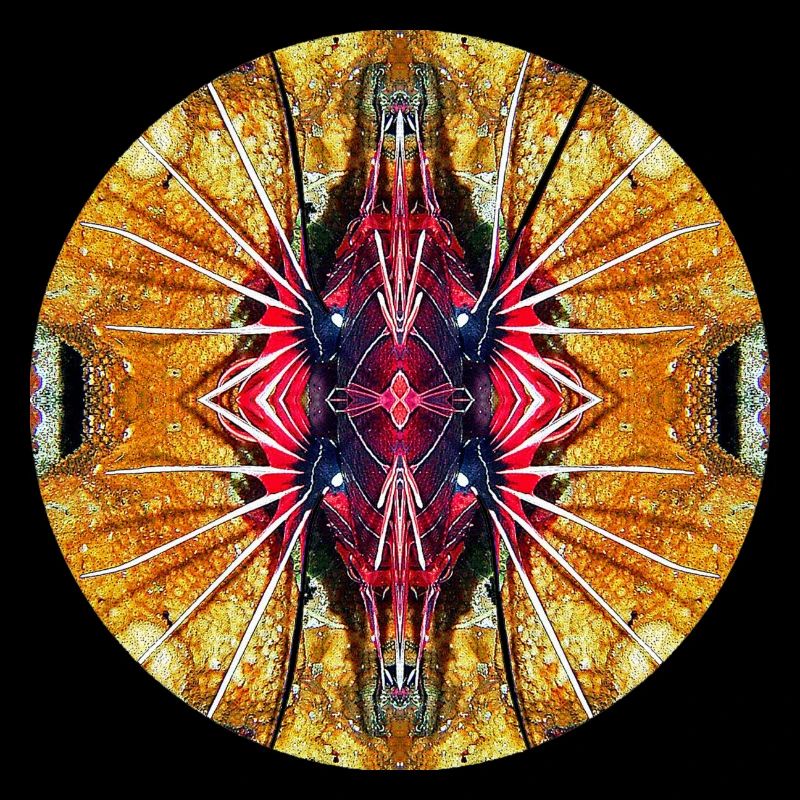 Nature Mandala Underwater, Lionfish