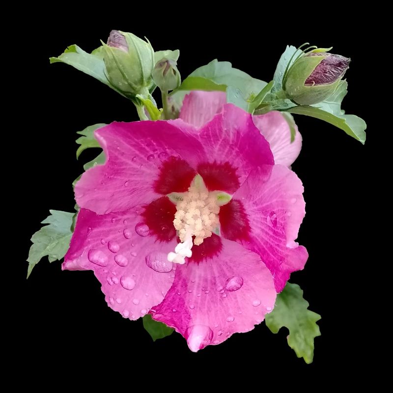 HIBISCUS ROSE