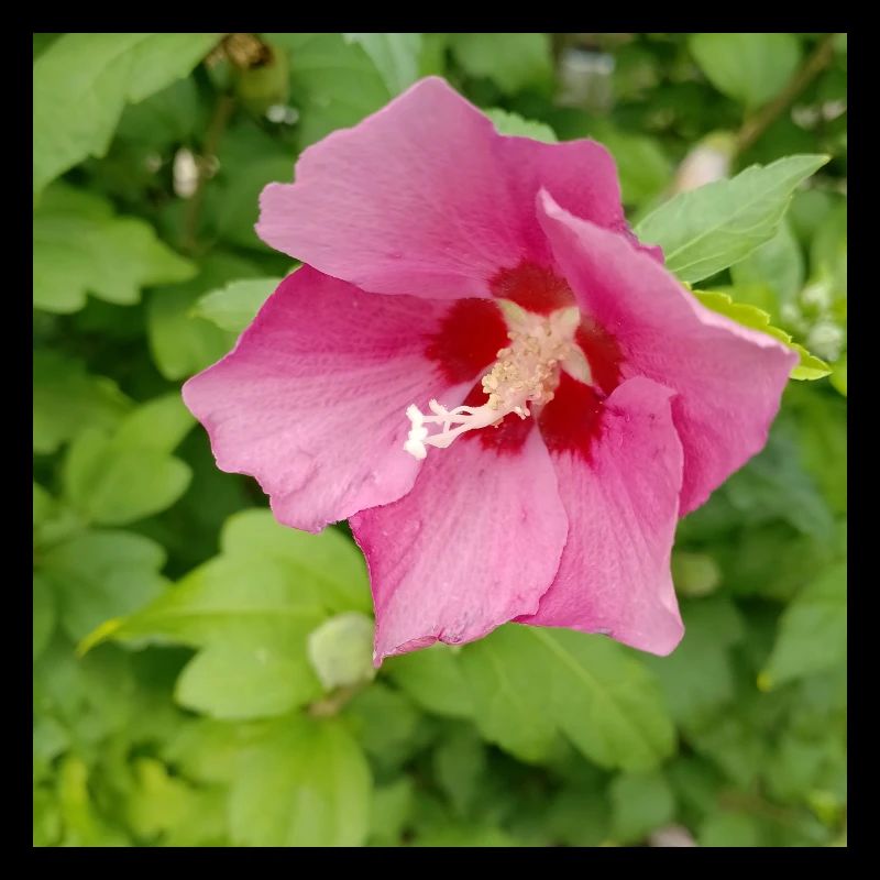 Rosa Hibiscus (Straucheibisch )