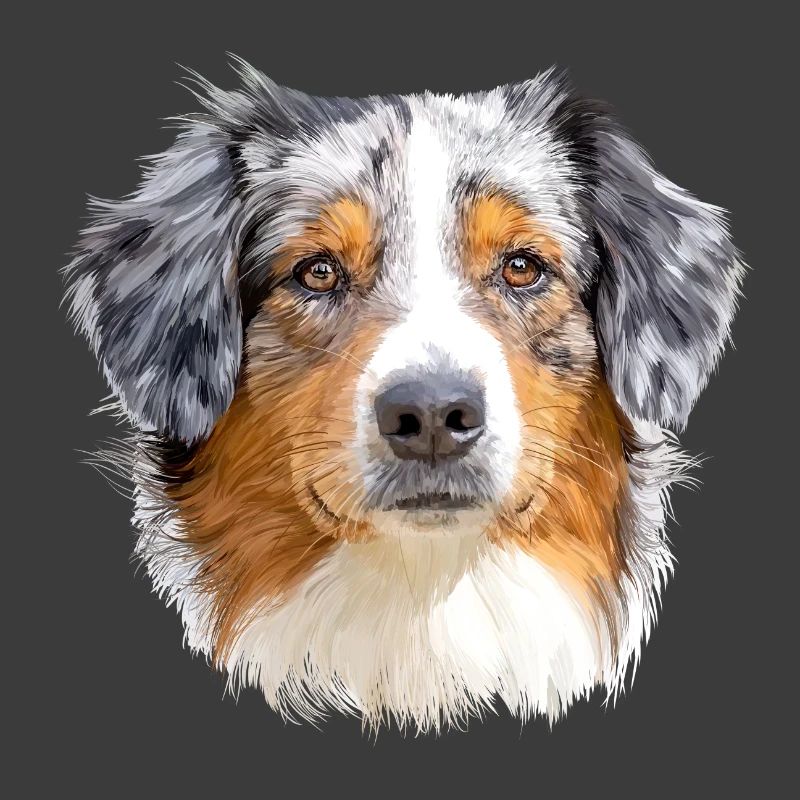 Australian Shepherd