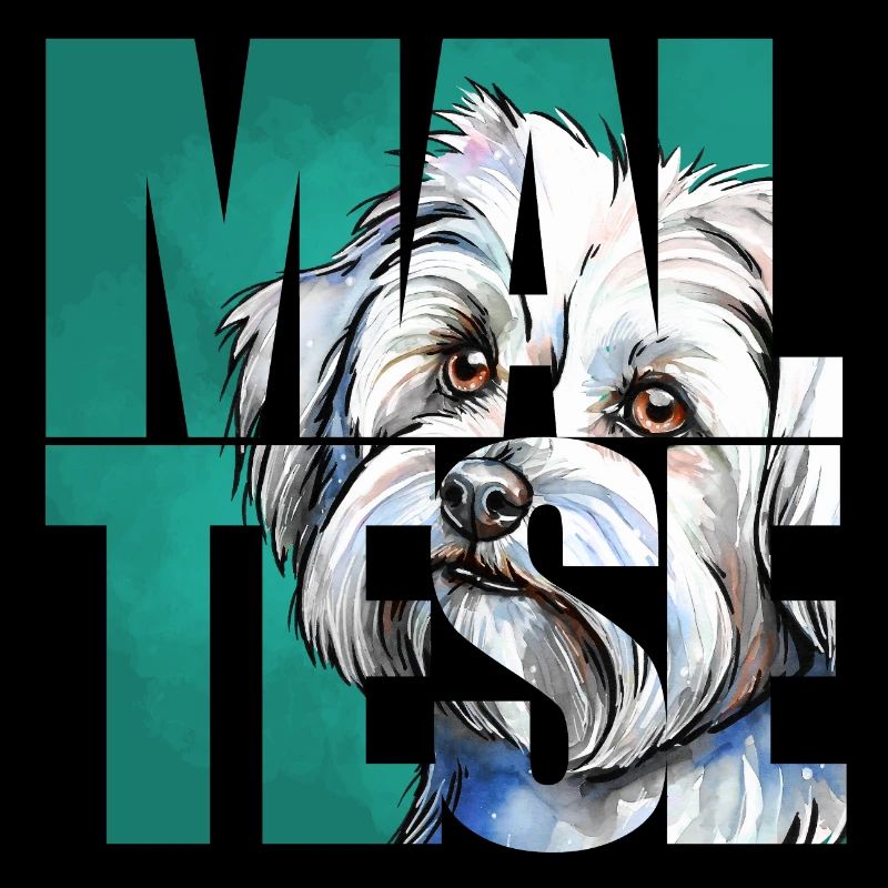 Portrait de bichon maltais