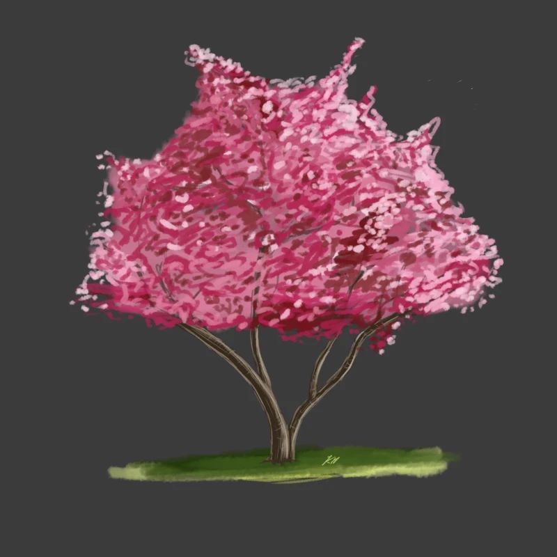 Kirsch-Sakura Rosa Blumenbaum