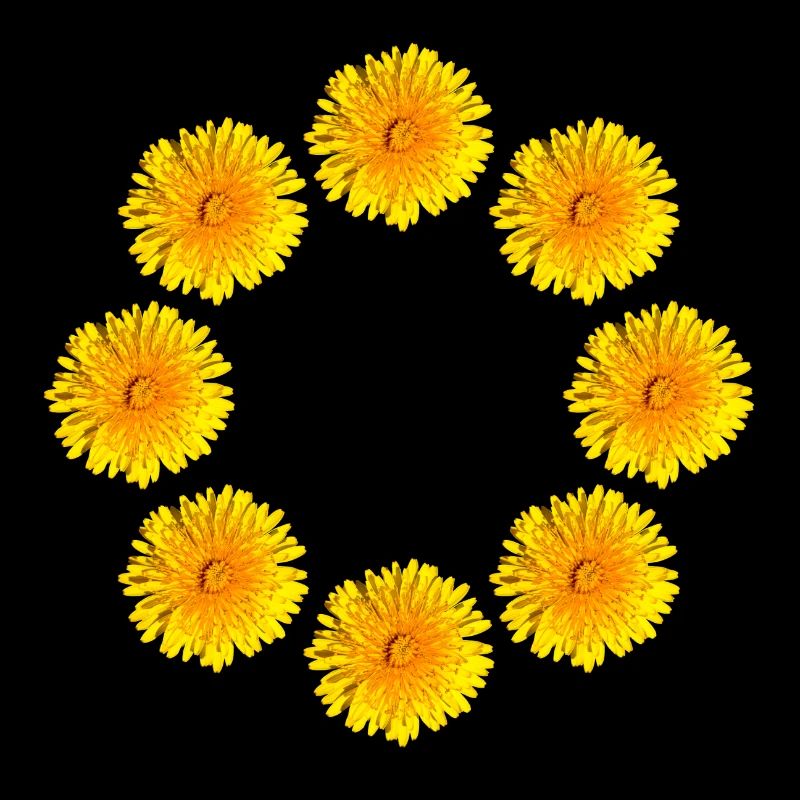 DANDELIONS III