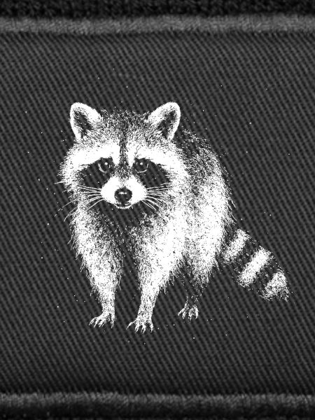 Kleiner Waschbär