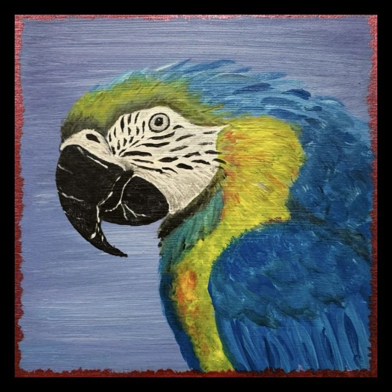 Macaw Parrot