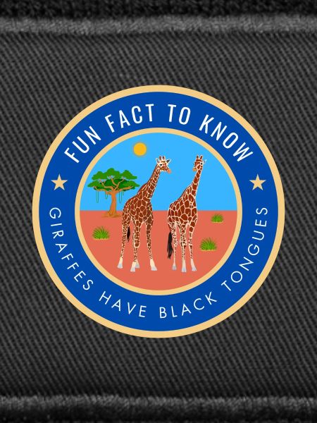 Giraffes have black tongues
