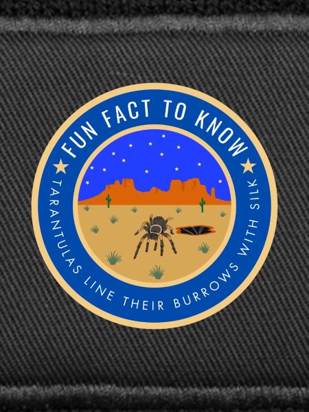 Desert Night Tarantula Fact