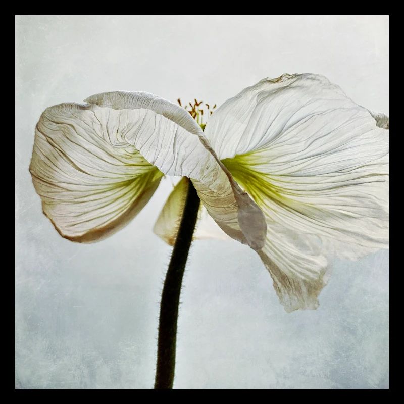 White poppy flower