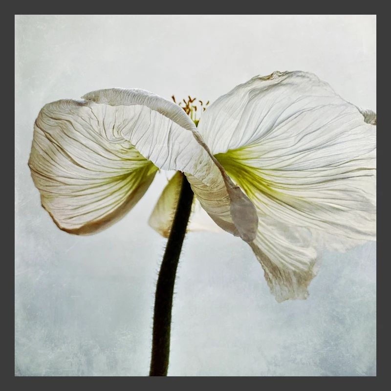Weiße Mohnblüte