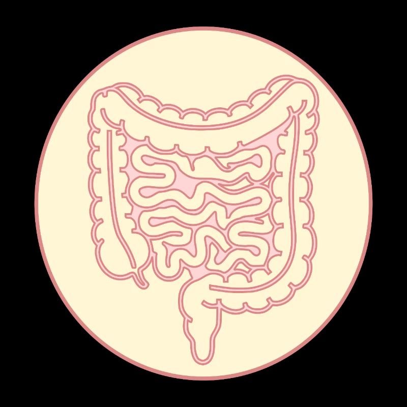 DARM DICKDARM DÜNNDARM