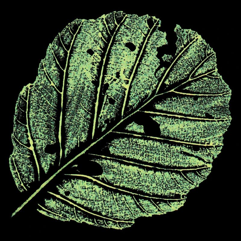 Leaf / Alder