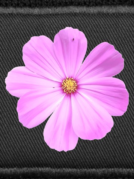 Blume