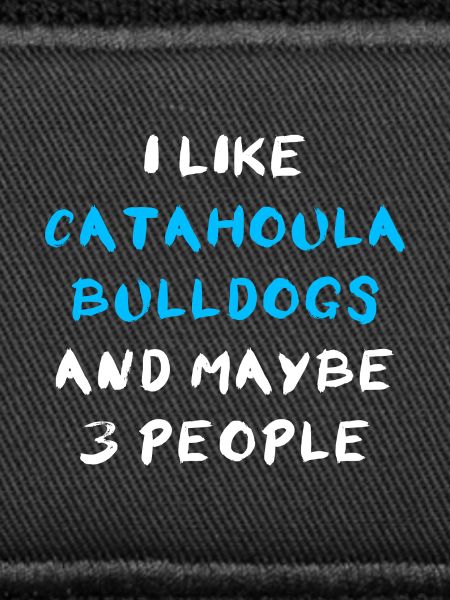 Bouledogue Catahoula