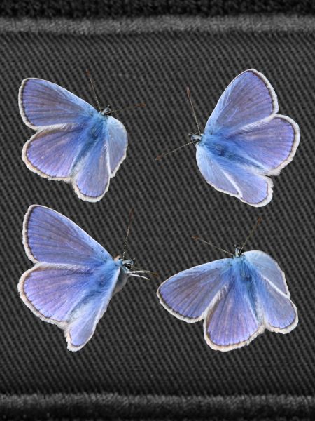 Quatre Blues