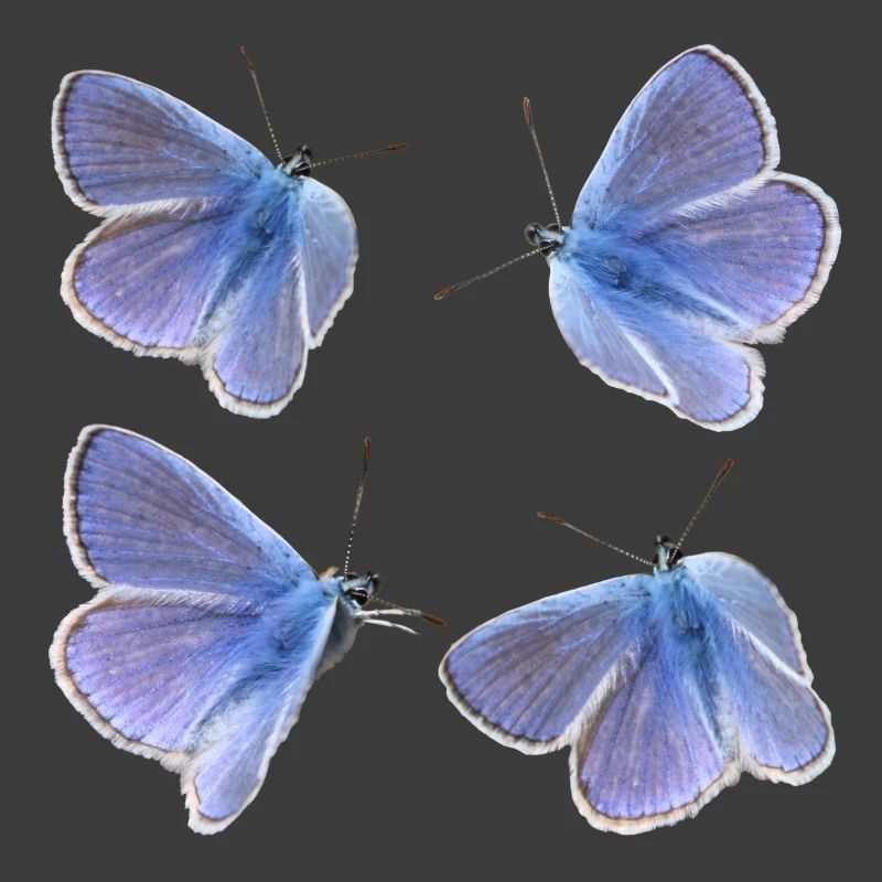 vier Bläulinge