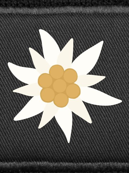 Edelweiss-Blume
