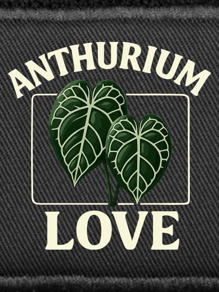 Anthurium Love
