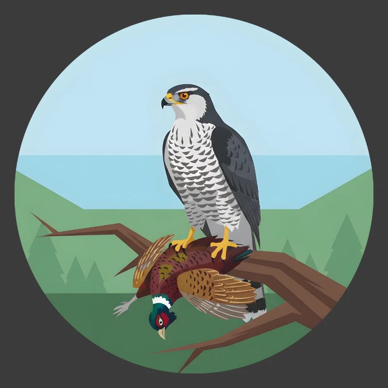 Goshawk with pheasant