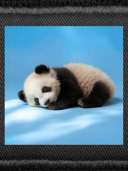 Blue Sleeping Panda