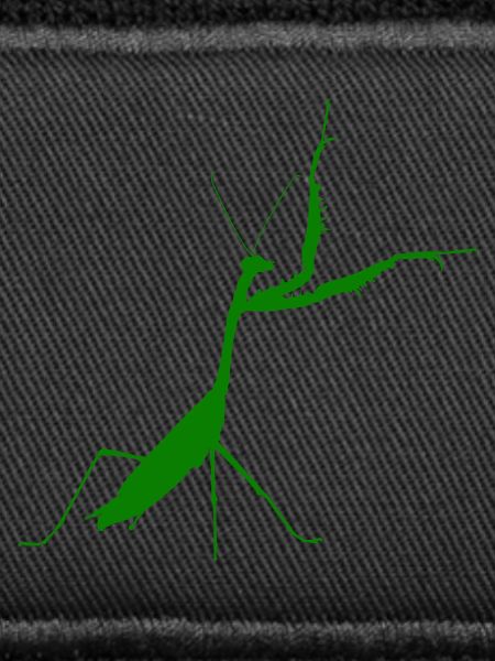 Praying mantis green