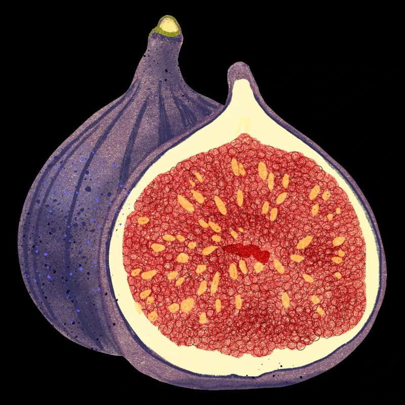 Opened Fig – Fruit Illustration