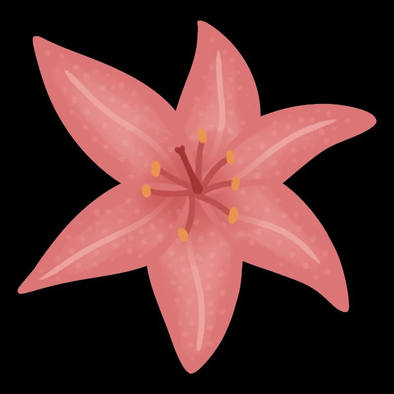 Pink Lily Bloom Illustration