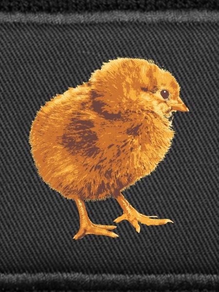 Chickens Fans - - Rooster - Chicks